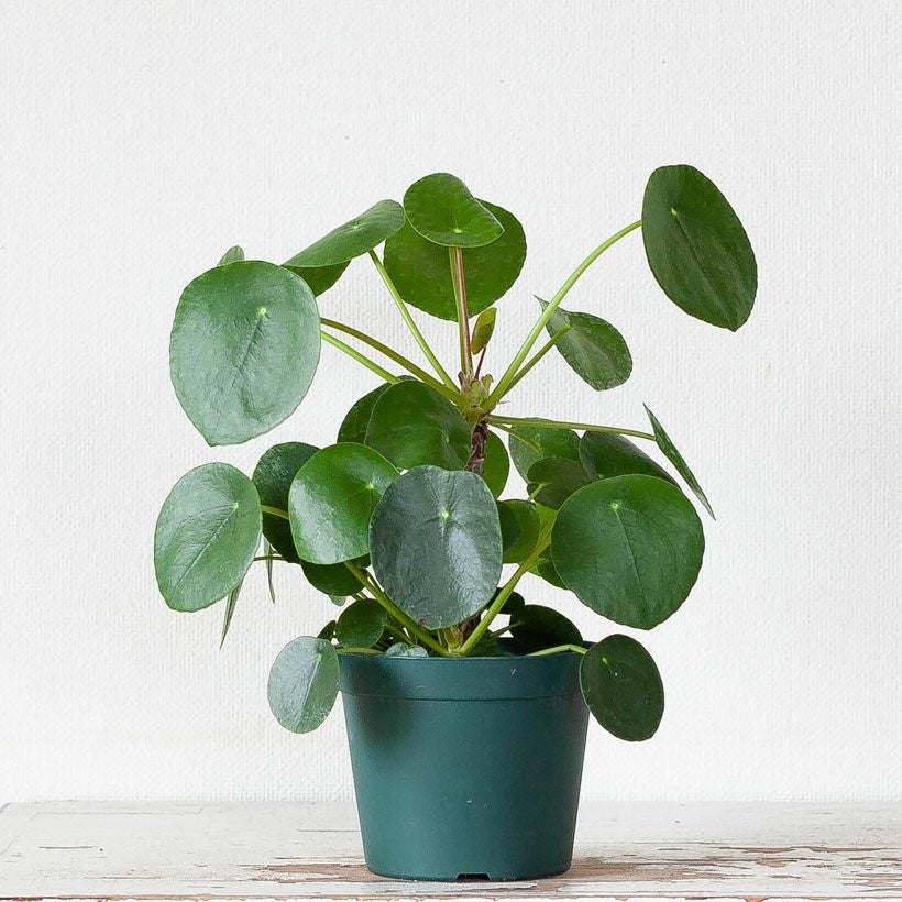 ピレア・ペペロミオイデス「幹上がり」子株わんさかスタンド仕立て