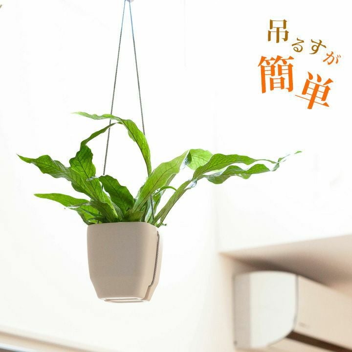 ヒョイっと気軽に吊るす、クロコダイルファーン | [公式]e-花屋さん