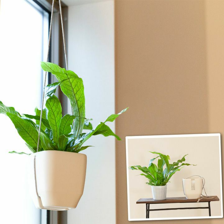 000000001768-06.jpg?size=l&w=