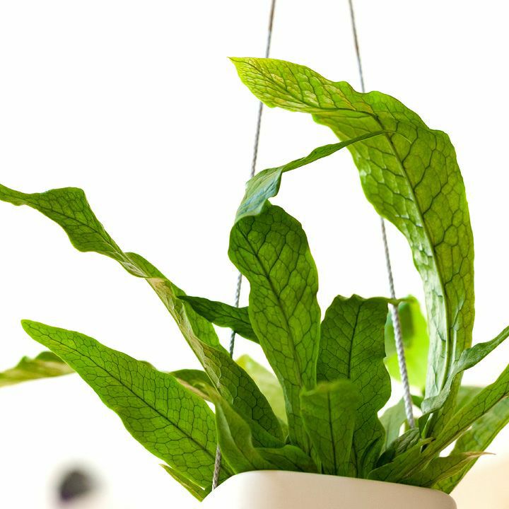 000000001768-07.jpg?size=l&w=