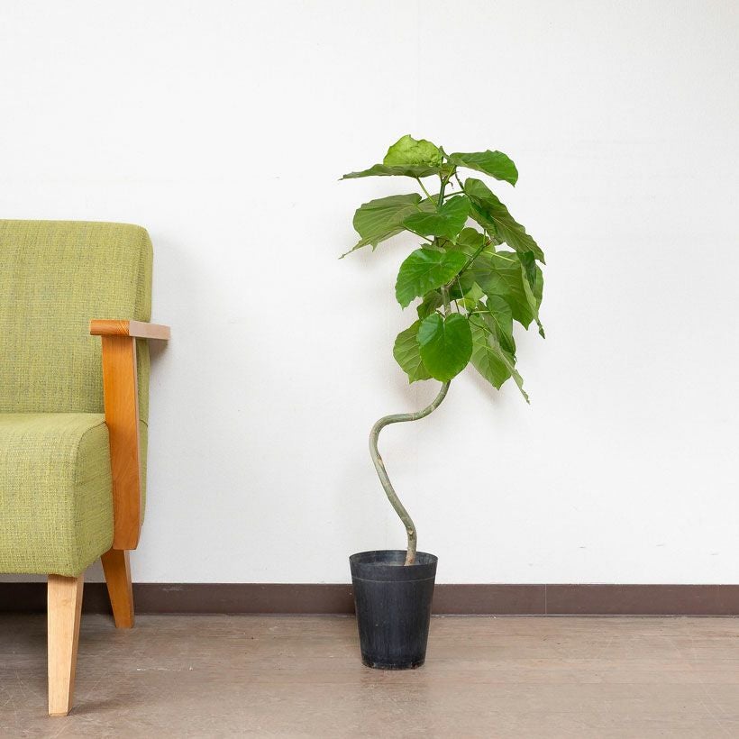 ウンベラータの幹曲がり※同梱不可商品です | [公式]e-花屋さん