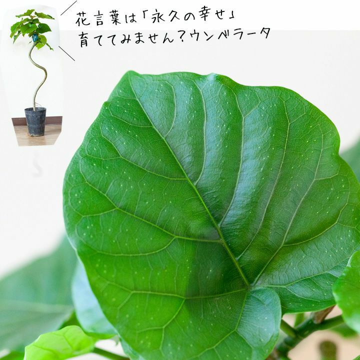 ウンベラータの幹曲がり※同梱不可商品です | [公式]e-花屋さん