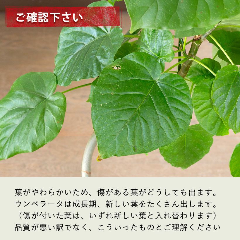 ウンベラータの幹曲がり※同梱不可商品です | [公式]e-花屋さん