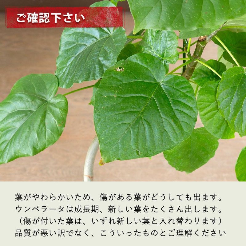 ウンベラータの幹曲がり※同梱不可商品です | [公式]e-花屋さん