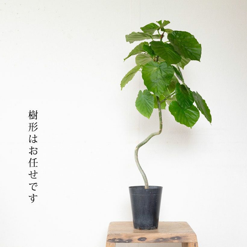 ウンベラータの幹曲がり※同梱不可商品です | [公式]e-花屋さん