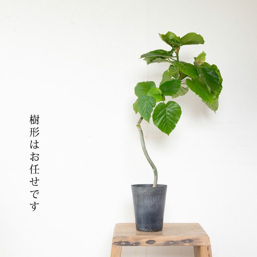 ウンベラータの幹曲がり※同梱不可商品です | [公式]e-花屋さん
