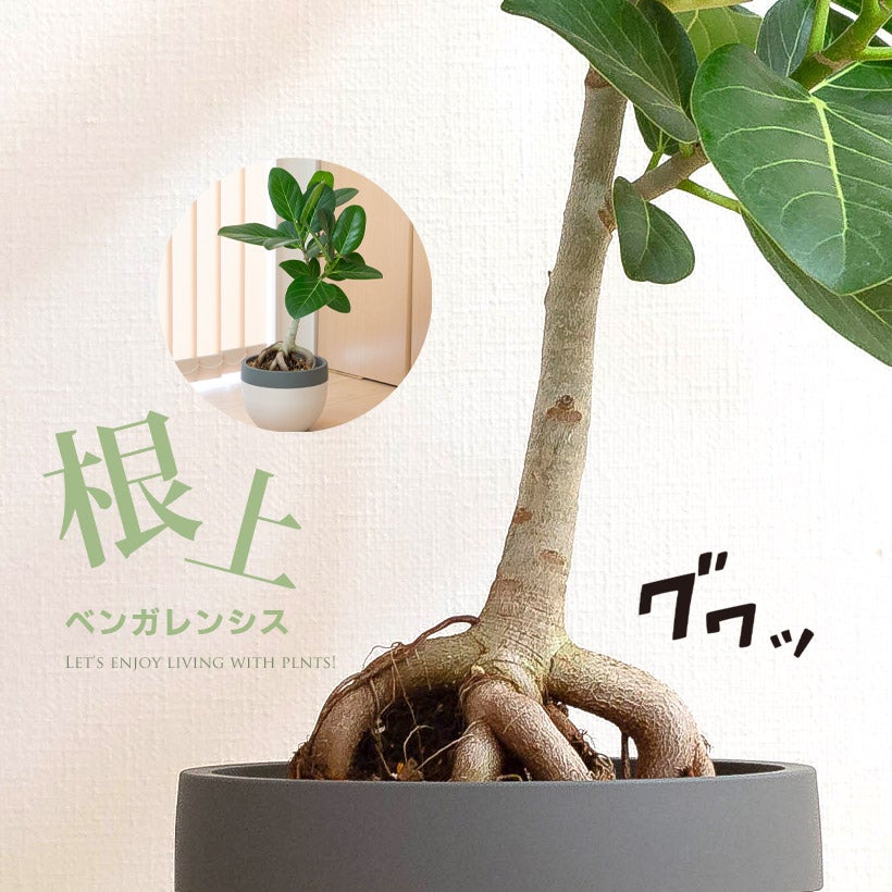 根上がりフィカスベンガレンシス背低めで幹太めtypeオシャレ鉢で