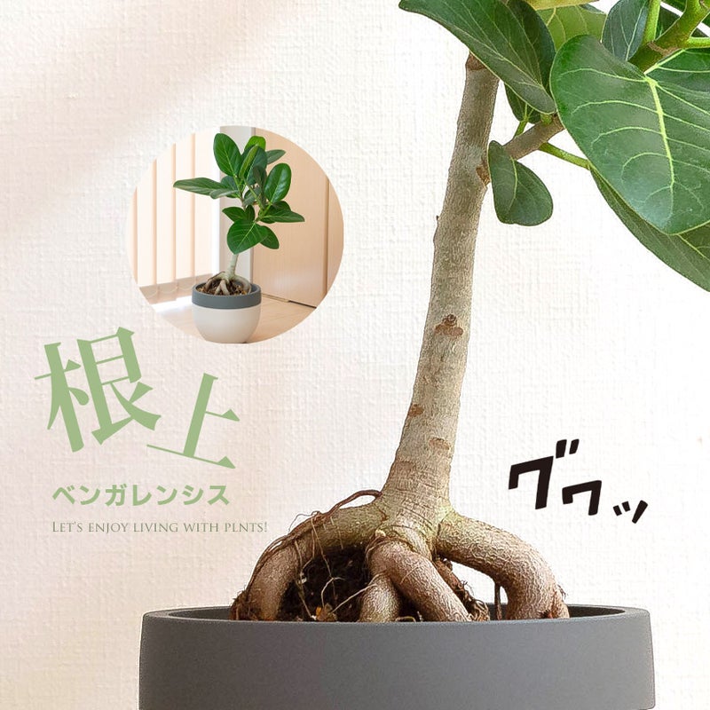 フィカス・ベンガレンシスの根上り