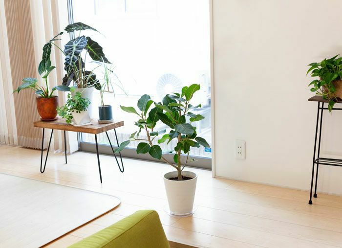 フィカス・ベンガレンシス（ベンガルゴム）※同梱不可商品です | [公式