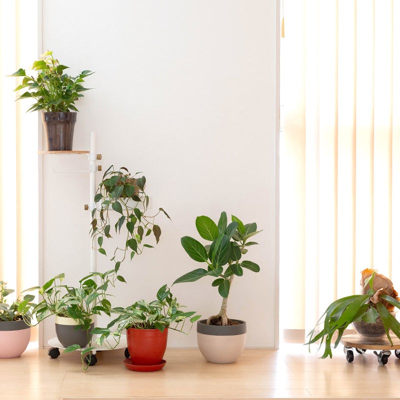 フィカス・ベンガレンシス北欧鉢に植え替え