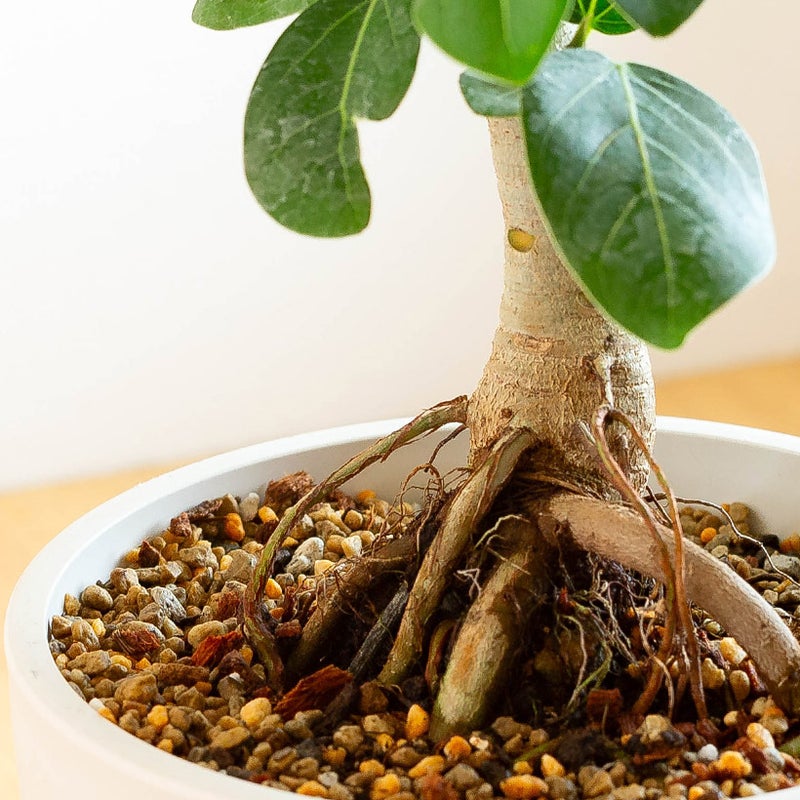 観葉植物盆栽のような根