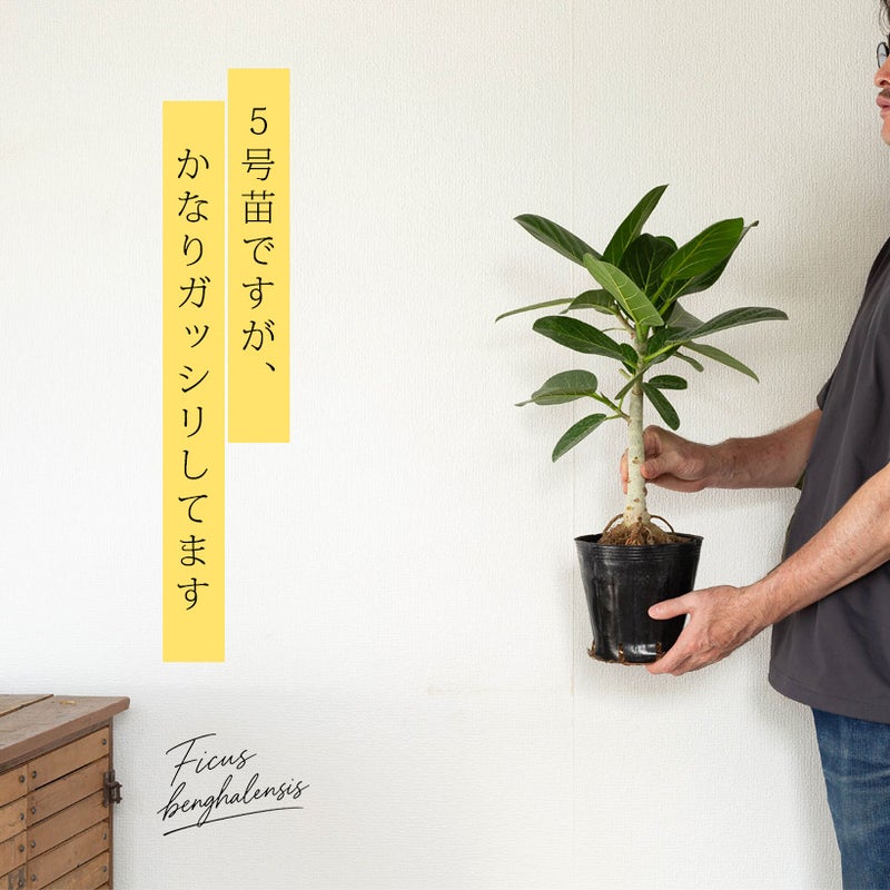 ベンガルゴム5号苗とバリエーション