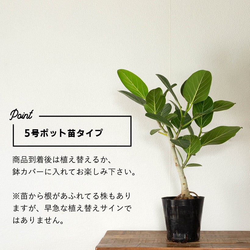 根上がりフィカスベンガレンシス背低めで幹太めtypeオシャレ鉢で