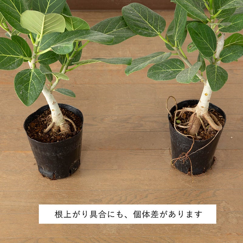 樹形はお任せ