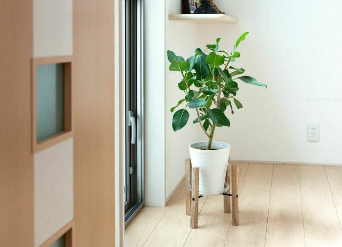 フィカス・ベンガレンシス（ベンガルゴム）※同梱不可商品です | [公式