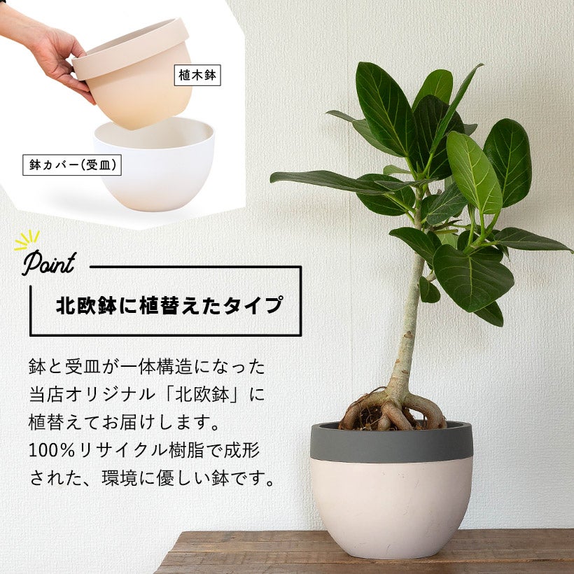 根上がりフィカスベンガレンシス背低めで幹太めtypeオシャレ鉢で