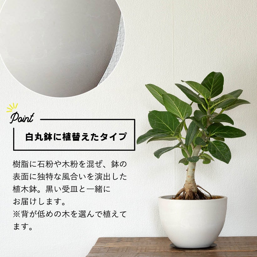 根上がりフィカスベンガレンシス背低めで幹太めtypeオシャレ鉢で