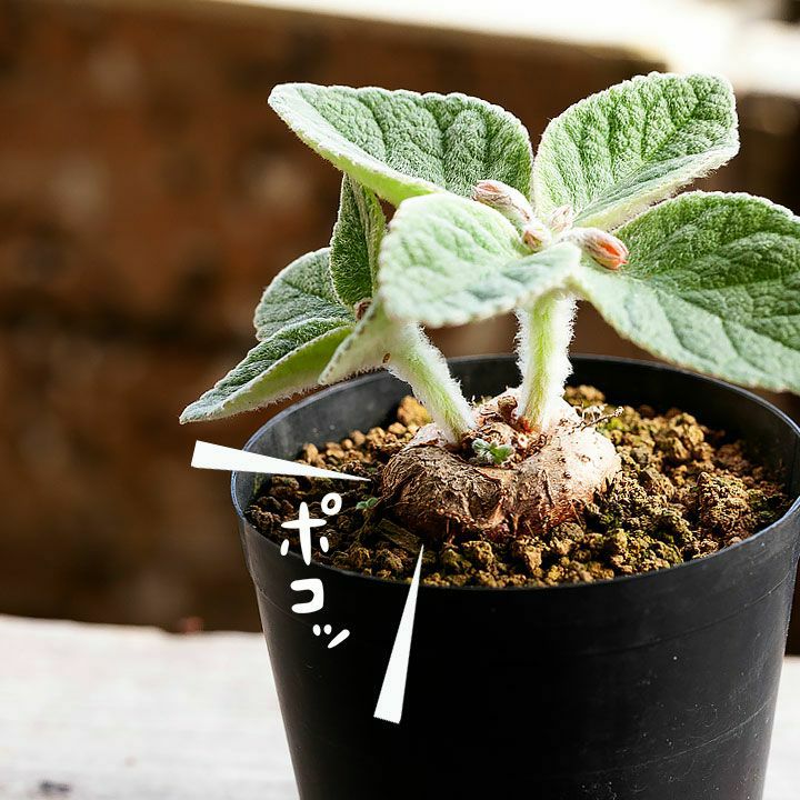 親株 フローレンシアエ 親株現物販売 多肉植物・取扱い実績｜[公式] e-花屋さん 本店