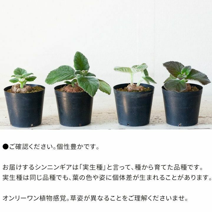 プリモナリア 根付き苗 プリモナリア 根付き苗