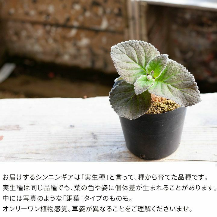 000000001827-07.jpg?size=l&w=