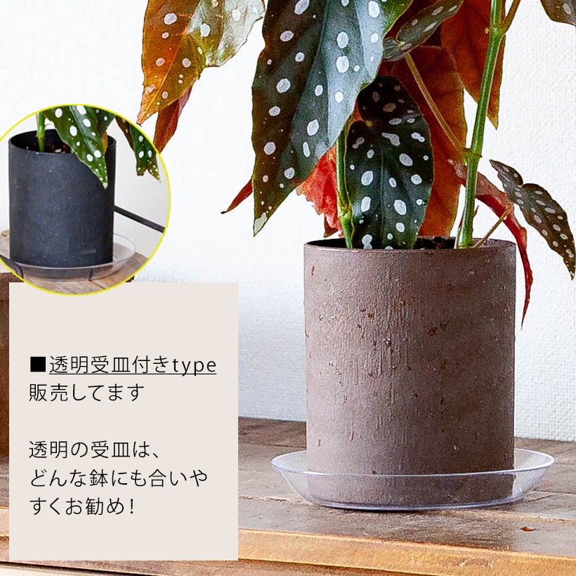 ベゴニア・マクラータ育て方付き（観葉植物）販売：売切れ時は予約