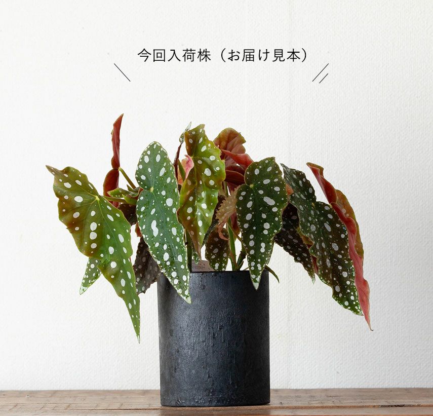 ベゴニア・マクラータ育て方付き（観葉植物）販売：売切れ時は予約