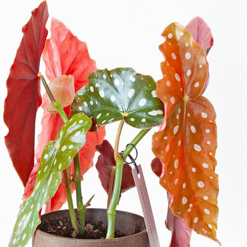 ベゴニア マクラータ 鉢ごと ベゴニア マクラータ 250610 40