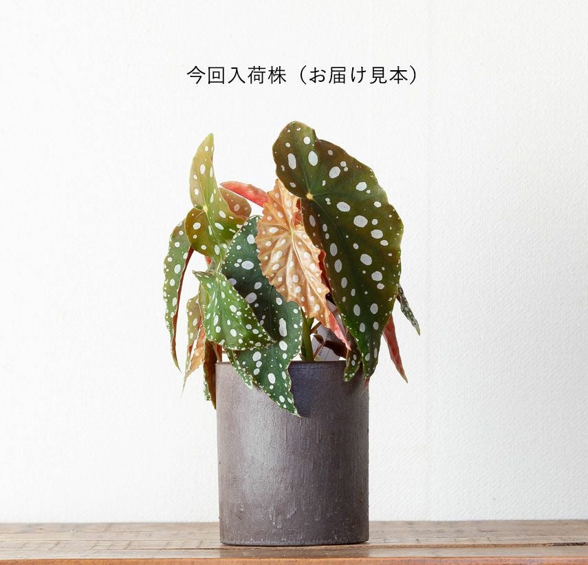 ベゴニア・マクラータ育て方付き（観葉植物）販売：売切れ時は予約