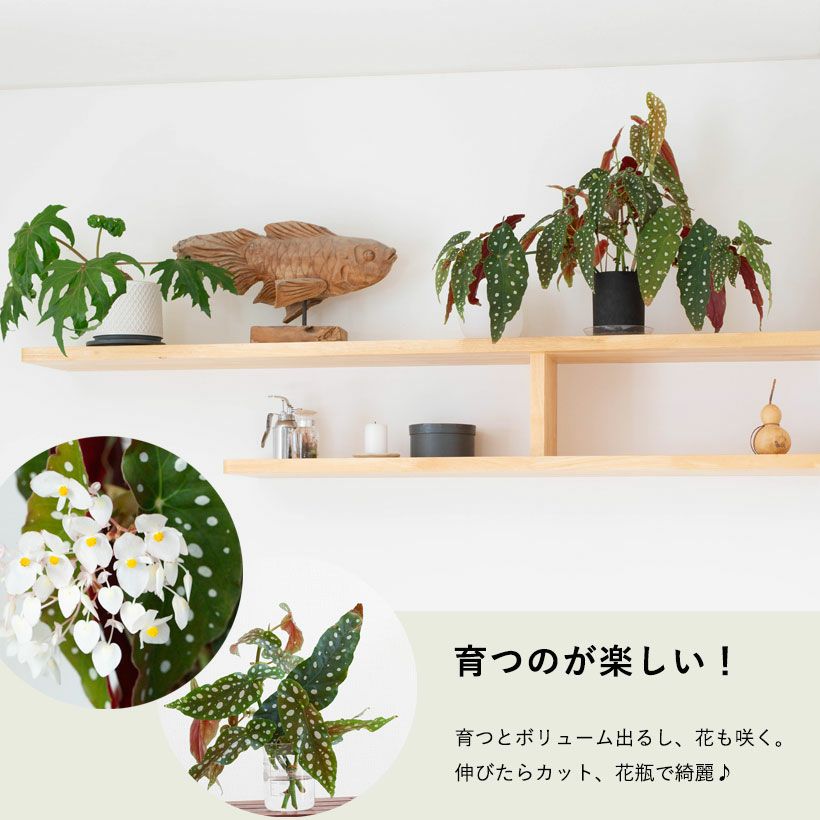 ベゴニア・マクラータ育て方付き（観葉植物）販売：売切れ時は予約