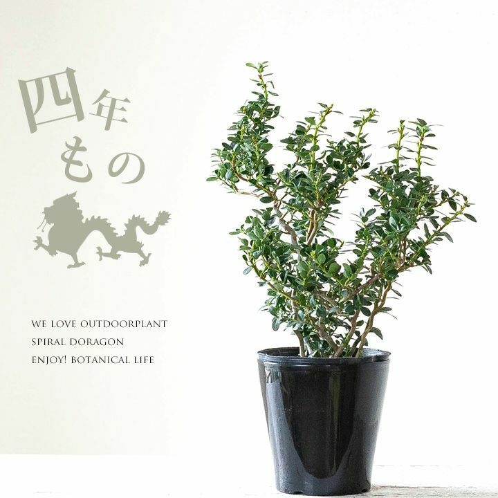 【盆栽】 【観葉植物】　雲竜ツゲ　個性的な一品 000000001848-01.jpg?size=m&w=