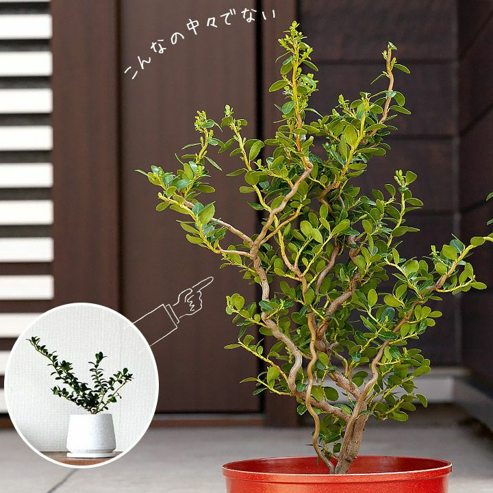 【盆栽】 【観葉植物】　雲竜ツゲ　個性的な一品 000000001848-13.jpg?size=l&w=
