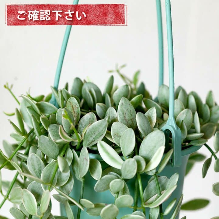斑入りのディスキディア・エメラルド | [公式]e-花屋さん