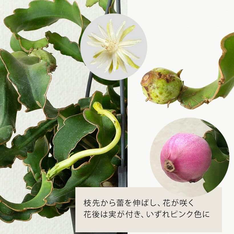 エピフィルムグアマテレンシス｜花後にピンクの実。孔雀サボテンの仲間