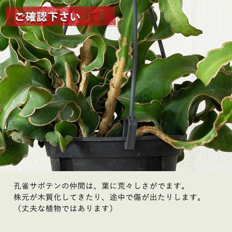 エピフィルムグアマテレンシス｜花後にピンクの実。孔雀サボテンの仲間