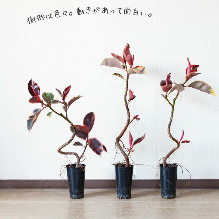 フィカス　ルビー　赤い斑入り　2本植え　枝多数 000000001881-05.jpg?size=l&w=