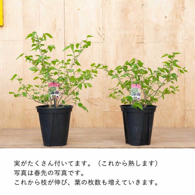 桑の実（マルベリー）を収穫！クワの木シャルロットリュス