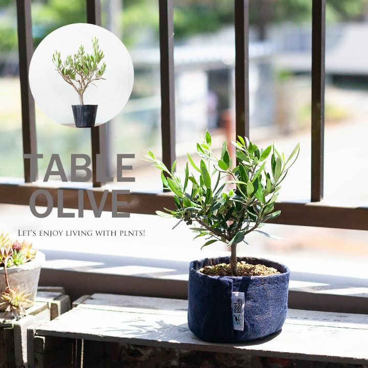 000000002035-01.jpg?size=l&w=