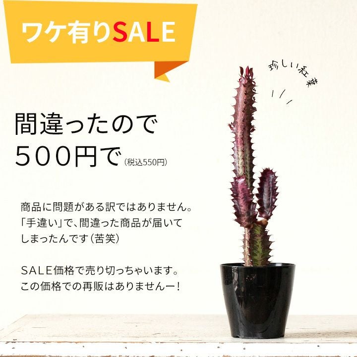 訳ありSALE】ユーフォルビア・紅葉彩雲閣（ベニバサイウンカク