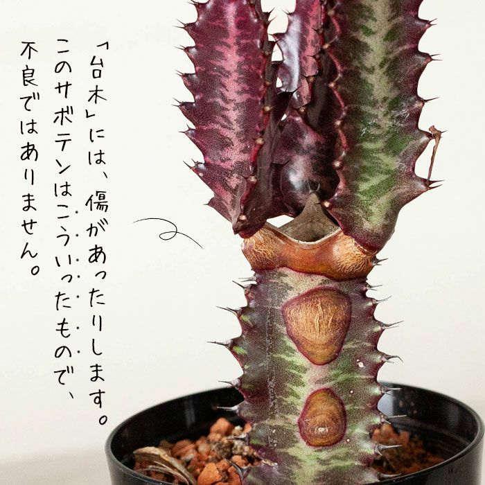 訳ありSALE】ユーフォルビア・紅葉彩雲閣（ベニバサイウンカク