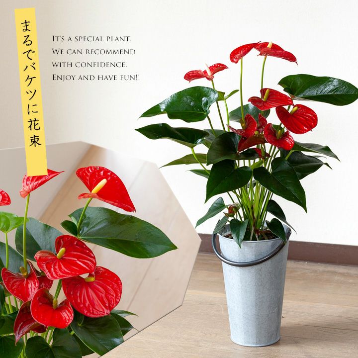 観葉植物アンスリウム「赤花」バンビーノレッド｜e-花屋さん