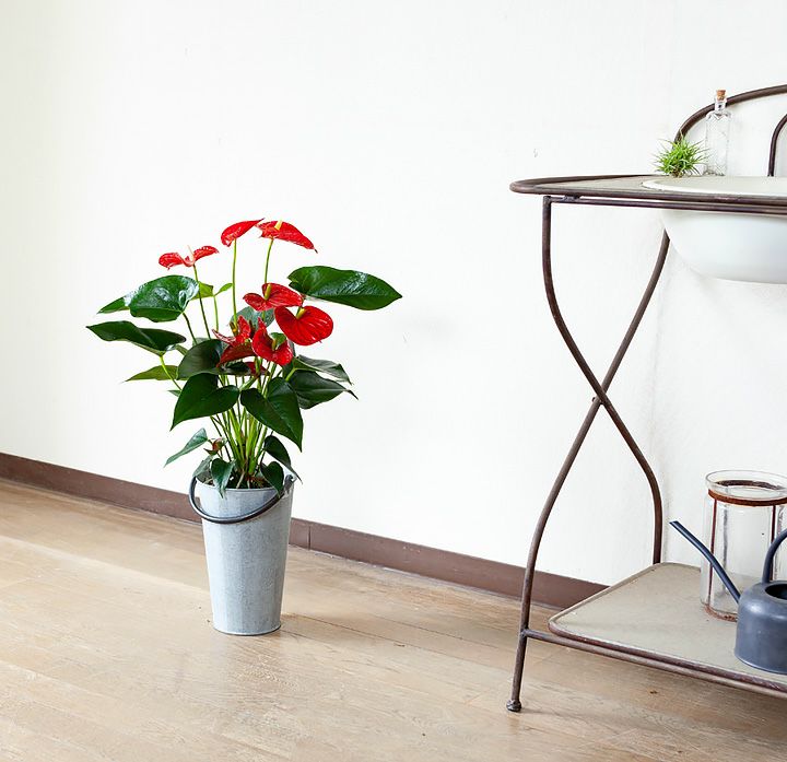 観葉植物アンスリウム「赤花」バンビーノレッド｜e-花屋さん