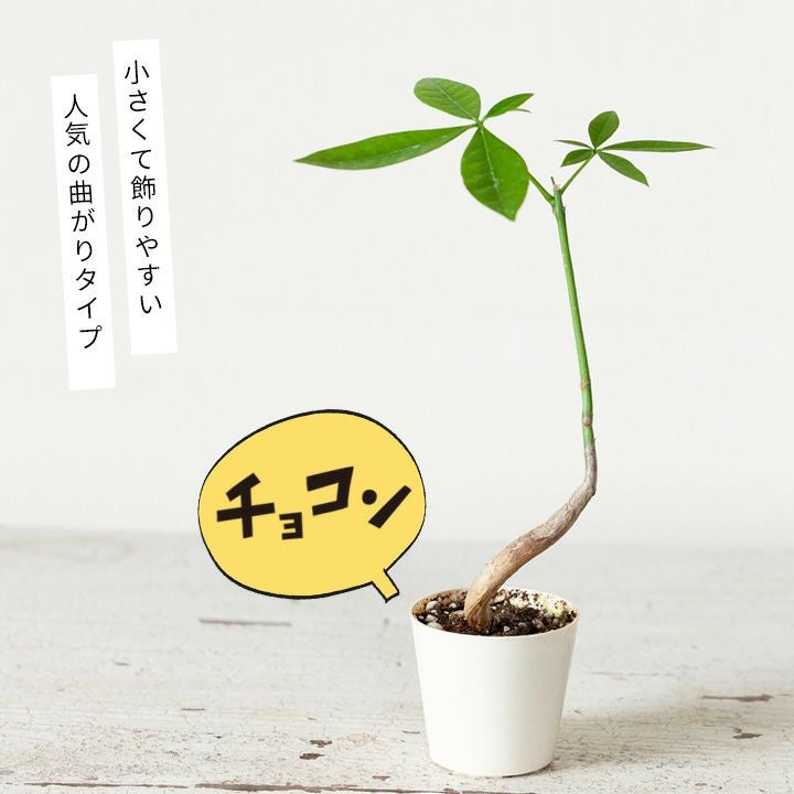 シュールなパキラ。幹曲がり。 | [公式]e-花屋さん