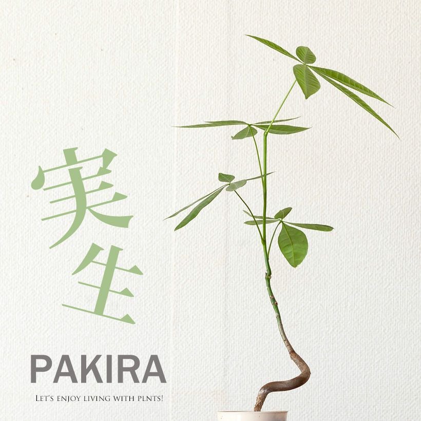 シュールなパキラ。幹曲がり。 | [公式]e-花屋さん