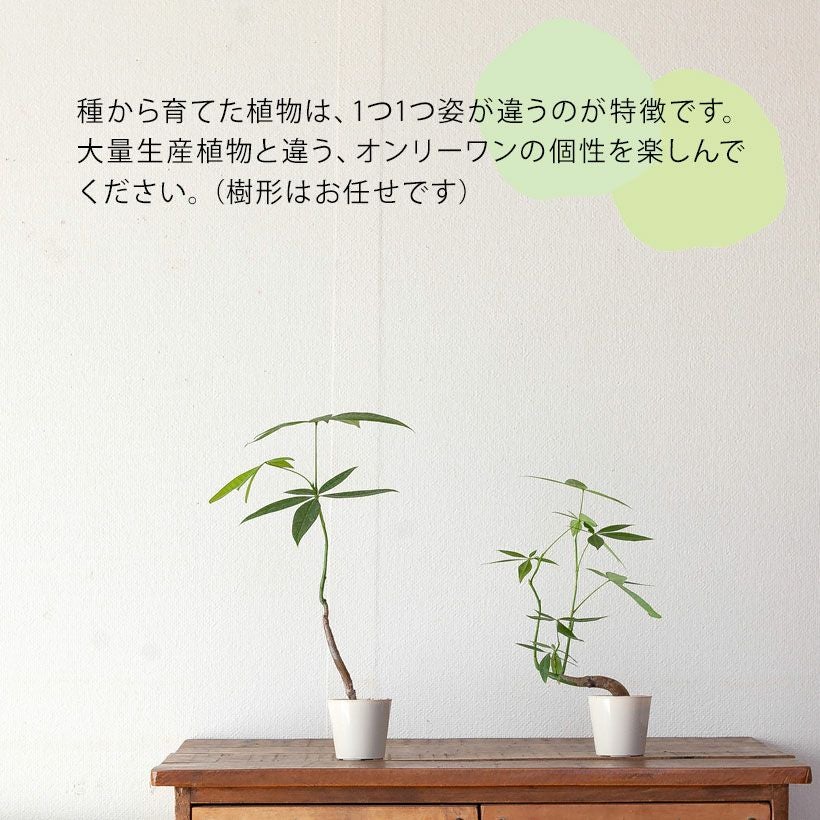 シュールなパキラ。幹曲がり。 | [公式]e-花屋さん