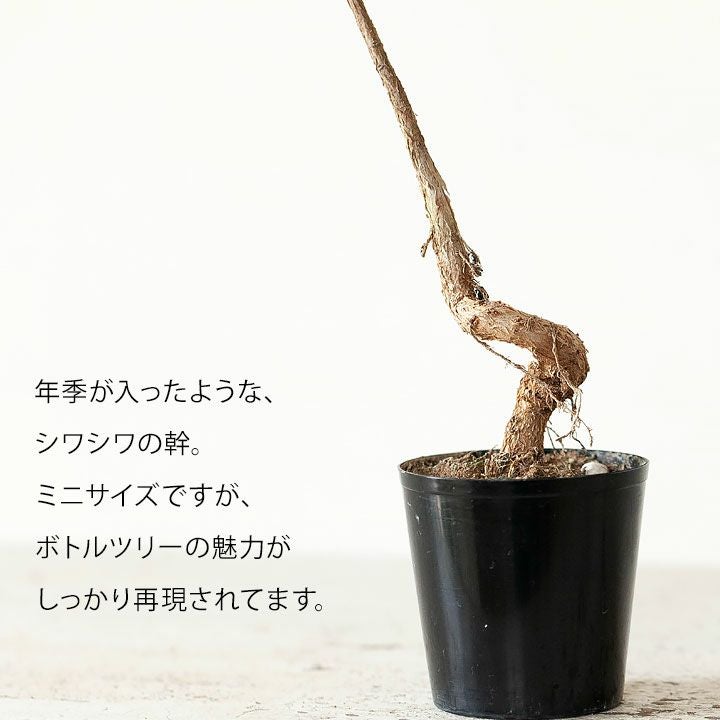 観葉植物 ブラキキトン ボトルツリー 110cm おしゃれ 観葉植物：ブラキキトン ボトルツリー 鉢植え*受皿付 | 観葉