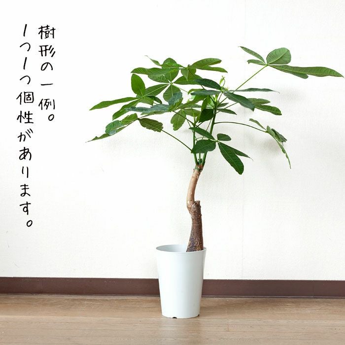 000000002193-04.jpg?size=l&w=