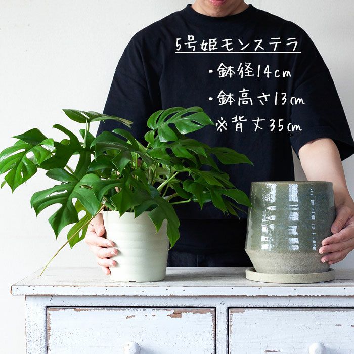 ツヤのある和風陶器鉢（2色）3.5～5号の観葉植物植替えに