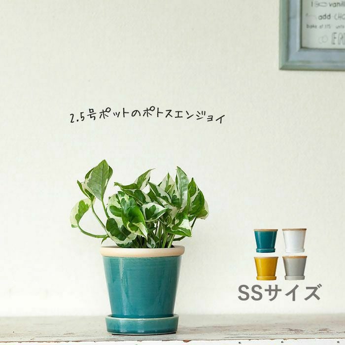 観葉植物の植え替えはこの鉢が人気！「4色」から選べる陶器鉢e-花屋さん