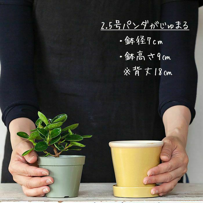 観葉植物の植え替えはこの鉢が人気！「4色」から選べる陶器鉢e-花屋さん