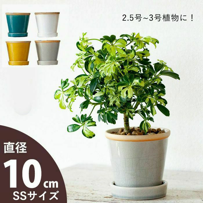 観葉植物の植え替えはこの鉢が人気！「4色」から選べる陶器鉢e-花屋さん